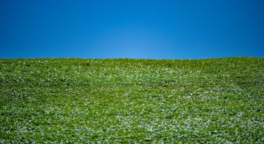 Çimen arka planı. Çimen tarlası. Yaz otlağı. Spring hill. Çimenlik. Çimen dokusu. Doğal yeşil doku. Güneşli çimenler. Yeşillik. Çimenlik deseni. Çayır görünümü