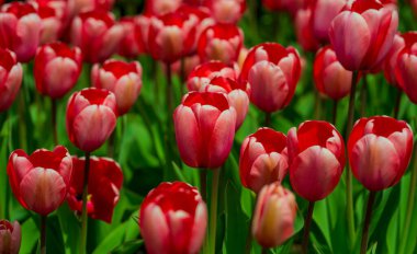 Bahar zamanı kırmızı güzel lale tarlası. Lale çiçeği arkaplanını kapat. Renkli laleler güneşli yaz ve bahar günlerinde bahçede çiçek açıyor. Seçici yumuşak odak