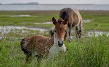 Çimlerde tay. Vadide taylı vahşi at. At yaz güneşi altında otlar. Atlar açık arazide özgürce dolaşıyorlar. Yavru at çayırı keşfediyor. Çayır üzerinde vahşi atlar