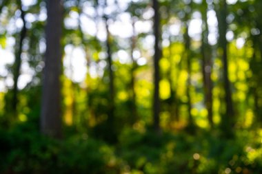 Orman geçmişi. Bulanık doğa geçmişi. Yeşil yaz manzarası arka planı. Yeşil yemyeşil çevre. Ormanda bulanık yeşil yapraklar. Yapraklı doğa deseni. Yeşilliğin bulanık arkaplanı