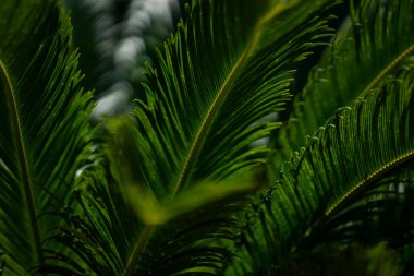 Avuç içi yaprakları. Yeşil yapraklı duvar kağıdı. Egzotik orman yaprakları. Yeşil yapraklar tropik yeşillik. Avuç içi yaprağı yakın çekim. Yeşil desen. Avuç içi yaprakları. Yeşil avuç arkaplanı