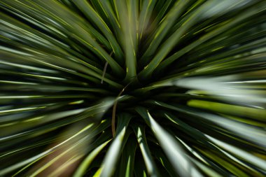Palmiye ağacı arka planı. Yeşil palmiye yaprakları duvar kağıdı. Egzotik orman yaprakları. Bereketli tropik yeşillik. Avuç içi yaprağı yakın çekim. Tropik yaprak deseni. Doğal palmiye ağacı tasarımı. Ormanda yeşil yapraklar