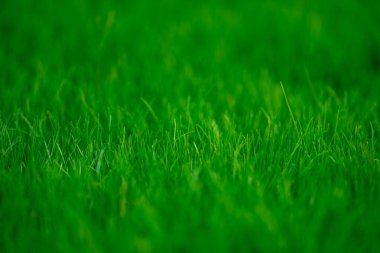 Çimen arka planı. Çimen tarlası. Yaz otlağı. Spring hill. Çimenli arka plan. Çimen dokusu. Doğal yeşil doku. Güneşli çim arka planı. Yeşillik. Çimento arka planı. Çayır görünümü
