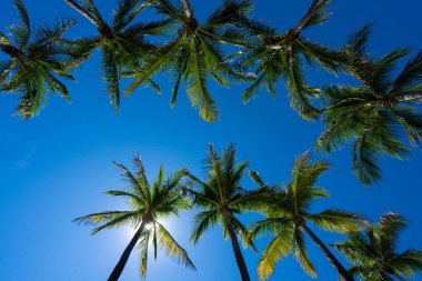 Avuç içi. Yaz cenneti konsepti. Yeşil orman. Tropikal arka plan. Egzotik yaz titreşimleri. Palmiye duvar kağıdı. Gün ışığında palmiye yaprakları. Tropik tasarım modeli. Hawaii yazı. Tropik tasarım