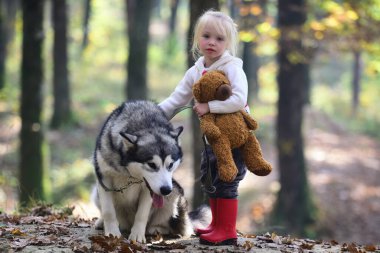 Köpekle gezen çocuk. Sonbahar parkında köpekle oynayan bir çocuk. Küçük kız şirin Husky 'ye sarılıyor. Çocuk ve köpek. Evcil köpekli bir çocuk. Sonbahar yeşilliğinde şirin bir köpek yavrusu. Yumuşak köpek ve çocuk portresi
