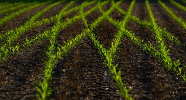 Toprakta filizlenen mısır. Genç bitkiler tarlada. Baharda mısır yetiştiriyorum. Çiftlik arazisinde taze mısır. Açık arazide tarım. Ekilmiş toprak. Çayırda yetişen mısır