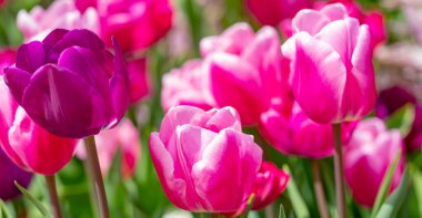 Bahar zamanı lale tarlası. Yakın plan lale çiçeği arka planı. Bahçede renkli lale çiçek açıyor. Yumuşak odaklanma. Bir sürü lale arka planı bulanıklaştırmış. Bahçede açan laleler