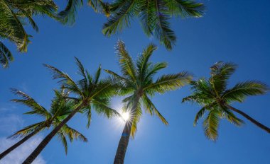 Avuç içi. Yaz cenneti konsepti. Yeşil orman. Tropikal arka plan. Egzotik yaz titreşimleri. Palmiye duvar kağıdı. Gün ışığında palmiye yaprakları. Tropik tasarım modeli. Bali Yazı. Tropik tasarım