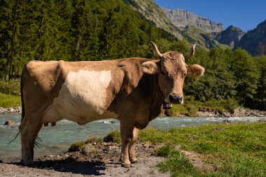 Otlaktaki inekler. İnek huzur içinde otluyor. Sığırlı yaz çayırı. Kırsalda inek otlatıyor. Kırsal yaşam ve çiftlik hayvanları. Süt ineğiyle otlak alanı