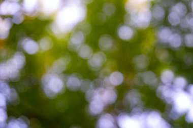 Bulanık yeşil orman. Bulanık yapraklar yeşil bir arkaplan oluşturur. Orman arka planı, yemyeşil yapraklar. Yeşillik doğası. Yumuşak odaklı ağaç arkaplanı