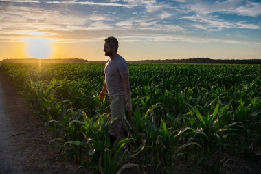 Bir çiftçi gün doğumunda mısır tarlasını teftiş eder. Erkek çiftçi dışarıda, tarlada çalışıyor. Tarım işçisi çiftçi mısır hasat ediyor. Bir adam mısır tarlasını inceliyor. Çiftçiler ekinleri hasat etmek için çalışır.