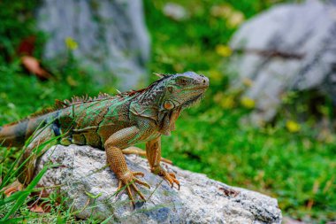 Yeşil iguana, aynı zamanda yaygın ya da Amerikan iguanası olarak da bilinir.