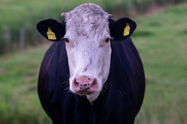 Alplerde bir otlakta inekler. Ot yiyen inekler. Çimen tarlasında inekler. Çiftlik çayırlarındaki süt inekleri. Dağın yakınındaki çimenli çayırlarda otlayan kahverengi inek. İsviçre 'de Alp Çayırı' nda çayırdaki inek