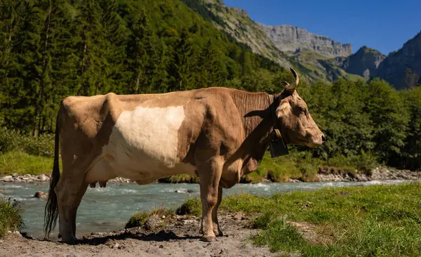 Yaz Alp Dağları Çayırı 'nda inekler. İnekler çiftlik doğası. Sığırlar ot yer, otlaklarda otlar. Tarımsal bir çiftlikte inek sürüsü. Bahçedeki inek. İnek yeşil çayırda otluyor. Holstein inek