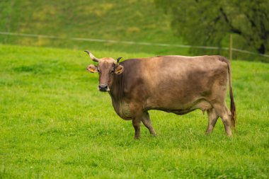 Yeşil bir çayırda otlayan inek. Yaz tarlasında sığır sürüsü. Otlayan inekli dağlık çayırlar. İnek çiftliği olan tarım arazisi. İnek dolu otlak alanları. Çimen sığırı. Sığır çiftliği