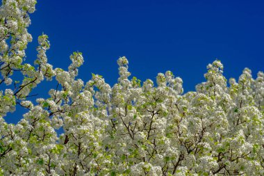 Bahar arka planı. Beyaz çiçekli çiçek dalı. Bahar çiçekleri. Beyaz çiçekler meyve ağacı. Sakura. Çiçek açan kiraz ağaçları. Bahar bahçesinde çiçek açan elma ağacı