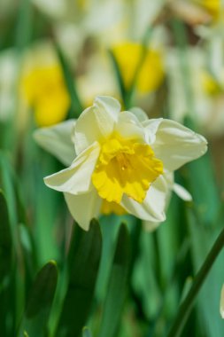 Narcissus çiçeği çiçek açtı. Bahar narsisleri çiçek açar. Bahçedeki Narcissus çiçekleri. Çiçek açan bir narsistin yakın çekimi. Çiçekler bahar arkaplanı