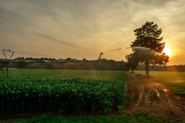 Su tarlası. Sulama sistemi tarladaki mısır bitkisini ilaçlıyor. Sulama sistemi. Tarım spreyi. Sulama sistemi ve sulama süreci