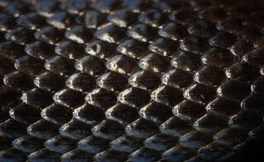 Yılan derisi pulları. Egzotik sürüngen deseni. Makro yakın plan pullu yılan derisi. Yılan ölçekli model. Kara yılan pulları. Derimsi yılan dokusu. Yılanlar sürüngen dokusunu detaylandırır.