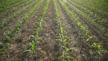Mısır tarlası. Bereketli topraklara mısır ekiyorum. Mısır bitkileri büyüyor. Kırsal kesimde. Çevre dostu alanlarda tarım. Yeşil mısır tarlaları ekiyorum. Taze mısır hasat için hazır.