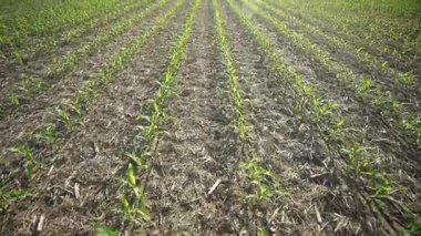 Toprakta filizlenen mısır. Genç bitkiler tarlada. Baharda mısır yetiştiriyorum. Çiftlikte yeşil lahanalar. Kırsal mısır tarlası büyüyor. Toprağa ekilmiş ekinler. Mısır ekilmiş toprak. Çayırda yetişen mısır