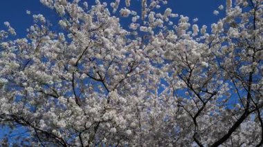 Mavi gökyüzüne karşı beyaz kiraz çiçekleri açar. Paskalya geçmişi. Beyaz çiçek ağacı. Bahar çiçekleri açan kiraz çiçekleri dalı