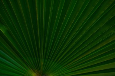 Avuç içi yaprakları. Yeşil yapraklı duvar kağıdı. Egzotik orman yaprakları. Yeşil yapraklar tropik yeşillik. Avuç içi yaprağı yakın çekim. Yeşil desen. Avuç içi yaprakları. Yeşil avuç arkaplanı