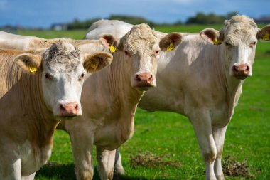 Süt ineği yetiştiriciliği. Memeliler tarlada otluyor. Çiftlikteki inek. İneklerle ve buzağılarla dolu bir otlak. Kırsalda sığır ineği. Çiftlik hayvanları tarlası. Otlayan inek.