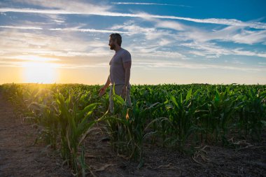 Bir çiftçi gün doğumunda mısır tarlasını teftiş eder. Erkek çiftçi dışarıda, tarlada çalışıyor. Tarım işçisi çiftçi mısır hasat ediyor. Bir adam mısır tarlasını inceliyor. Çiftçiler ekinleri hasat etmek için çalışır.