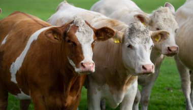 Yeşil bir çayırda duran inek. Çayırda inek var. Çiftlik hayvanları kırsalda otluyor. Sığır ve buzağılarla tarım hayatı. Kırsal alanda bir inek. Otlaklı sığır çiftliği. Süt ineği