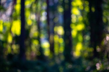 Bulanık yeşil orman arka planı. Yeşil peyzaj arka planı. Yeşil yemyeşil çevre. Ormanda bulanık yeşil yapraklar. Yapraklı doğa deseni. Yeşilliğin bulanık arkaplanı