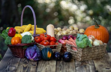 Kırsal bir sonbahar bahçesinde taze toplanmış sebzeler ve meyveler. Yaz hasadından kalma bir sepet dolusu taze elma, patates ve biber. Organik brokoli mısır salatalığı pazara hazır.
