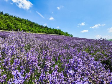 Romanya 'da bulutlu bir gökyüzü olan güzel bir lavanta tarlası. Barış ve sükunet kavramı