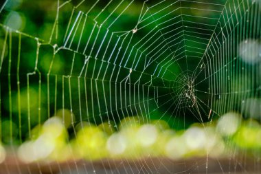 çiğ. su parlayan spiderweb üzerinde yeşil orman arka plan üzerinde bırakır. Yükseklik kontrast görüntü. sığ derinlik-in tarla