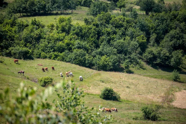Vacas Pastando Prado Verão Verde Conceito Animais Criados Livre — Fotografia de Stock