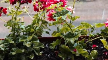 Arka planda sağanak yağmur olan kırmızı çiçekleri kapayın. Sakin ve huzurlu zaman kavramı.