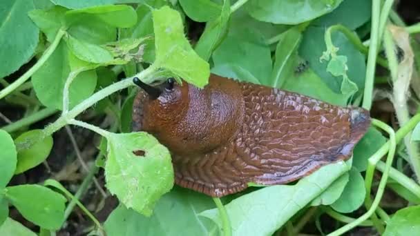 Large Brown Spanish Snail Arion Vulgaris Grass Close Invasive Animal — Stock Video