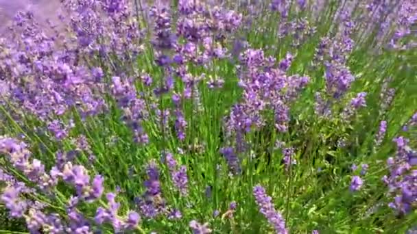 Beautiful Purple Lavender Flowers Swaying Summer Field Warm Inspiration Concept — Stock Video