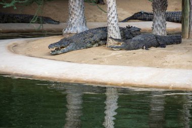 A group of crocodiles resting on a sandy bank near a greenish water body, with palm trees in the background. clipart