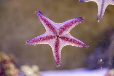 Mor ve pembe renkli canlı bir denizyıldızı, beş kolunu gösteriyor. Denizyıldızı bulanık bir sualtı arka planına karşı konumlandırılmış, benzersiz dokusu ve desenlerini gösteriyor..