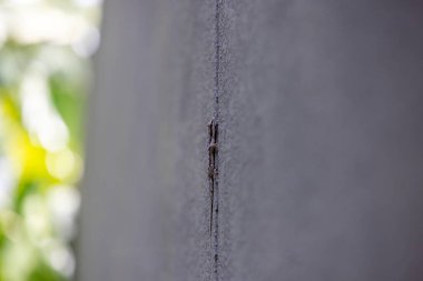 Arka planda bulanık yeşillik olan beton bir duvardaki çatlağın yakın plan görüntüsü. Odak noktası duvarın dokusu ve dar çatlak..