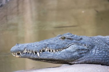 Suya yakın bir kayanın üzerinde dinlenen bir timsahın kafası keskin dişlerini ve dokulu derisini sergiliyor..
