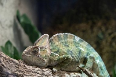 A close-up of a chameleon resting on a branch, showcasing its vibrant green and brown colors. The background features blurred foliage, enhancing the natural habitat feel. clipart