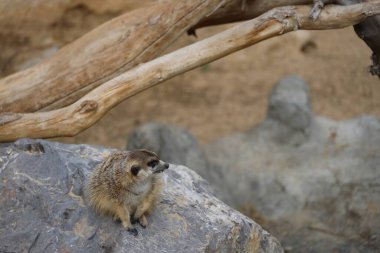 Tahta ve taş gibi doğal elementlerle çevrili bir kayanın üzerinde oturan bir mirket. Mirketin tuhaf bir ifadesi var, kumlu bir arka planı var..