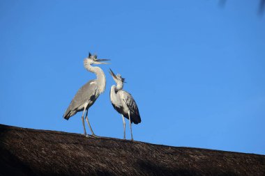 Açık mavi gökyüzüne karşı sazdan bir çatıda duran iki gri balıkçıl, bir balıkçıl diğerine bakarken bağırıyor..