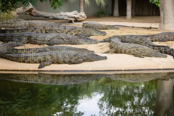 Stock image A group of large crocodiles resting on the sandy bank near a body of water, surrounded by greenery and trees. The crocodiles are mostly lying down, showcasing their textured skin and powerful bodies.