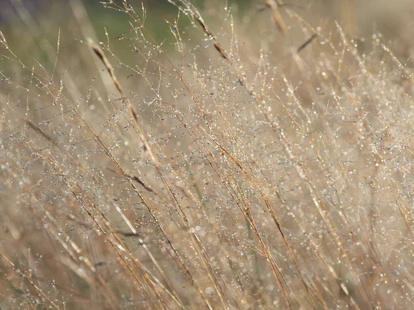 Dauw Druppels Gras Achtergrondverlichting Regen Weide — Stockfoto