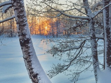 Parkta kış akşamı: Günbatımı ışınlar, Avrupa, gölgeler, kardaki ağaçlar.