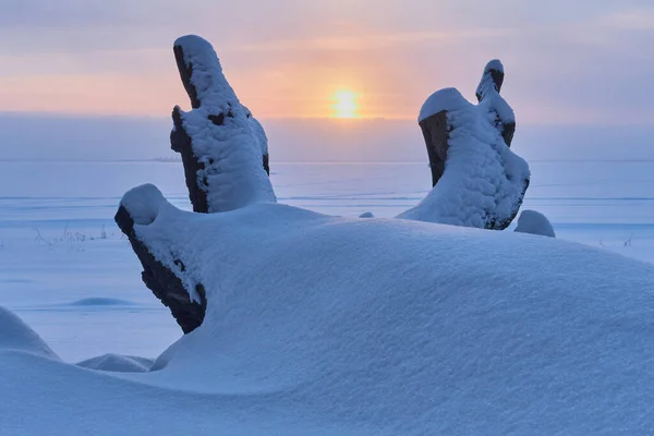Hóval Borított Balti Tengeri Partvidék Télen Naplementekor Előtérben Lehullott Fenyőfával — Stock Fotó