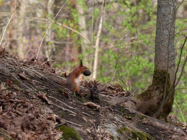 Squirrel and plastic waste: garbage attack, pollution in Europe, cute animal in trouble.